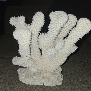 Gorgeous Natural NOT RESIN Cats Paw White Coral Sculpture.
